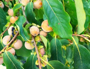 Храм Долискана